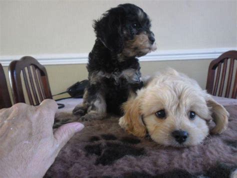 Cavapoo puppies washington state. Things To Know About Cavapoo puppies washington state. 